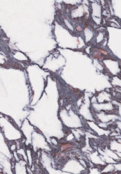 Calacatta borgogna matt